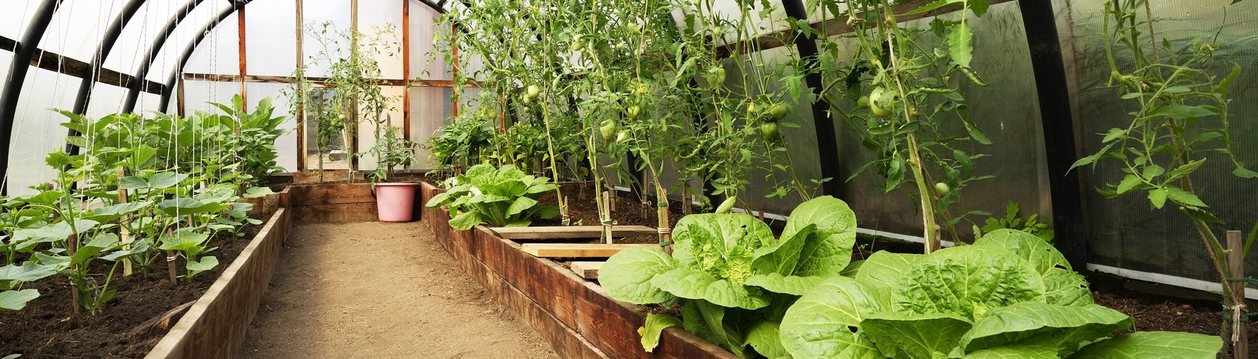 plants-greenhouse2